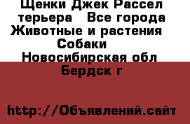 Щенки Джек Рассел терьера - Все города Животные и растения » Собаки   . Новосибирская обл.,Бердск г.